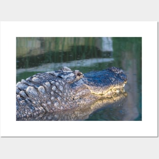 Alligator Headshot Posters and Art